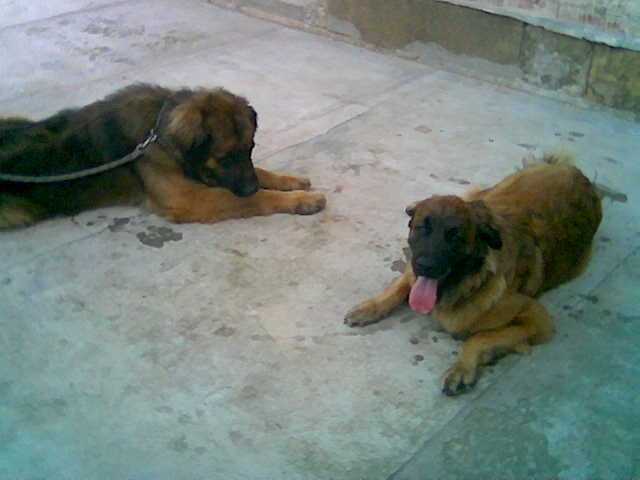 Štěňata Leonberger - Vrh B
