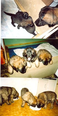 Štěňata Leonberger - Vrh B