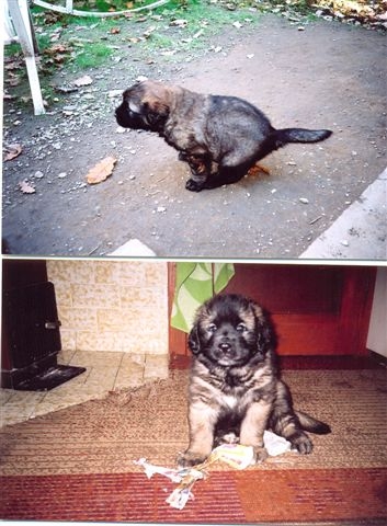 Štěňata Leonberger - Vrh B