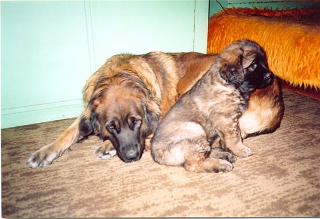 Štěňata Leonberger - Vrh B
