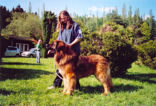 Štěňata Leonberger - Vrh B