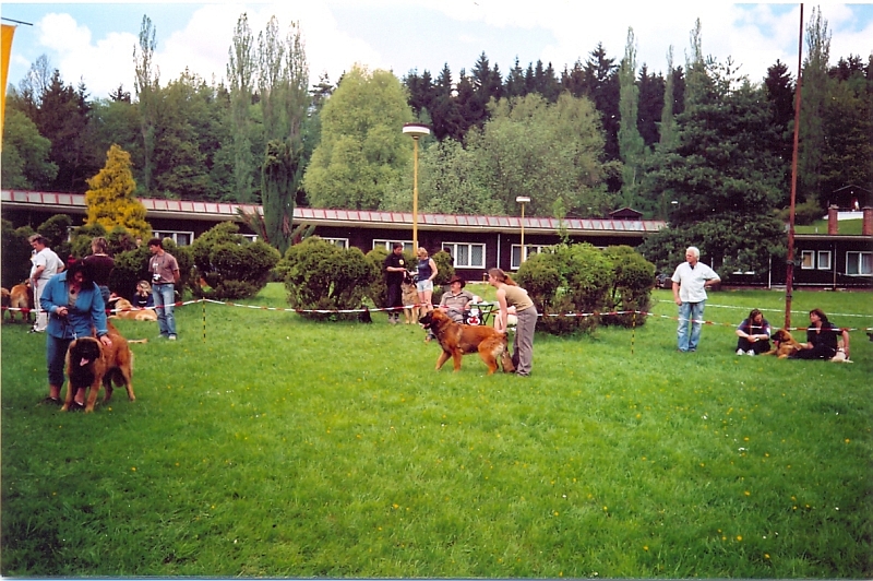 Štěňata Leonberger - Vrh B