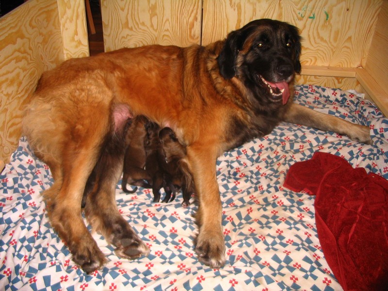 Štěňata Leonberger - Vrh C