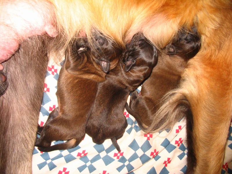 Štěňata Leonberger - Vrh C