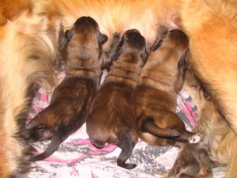 Štěňata Leonberger - Vrh C