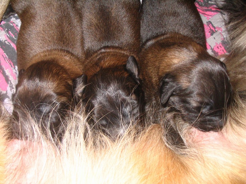 Štěňata Leonberger - Vrh C