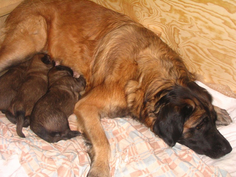 Štěňata Leonberger - Vrh C
