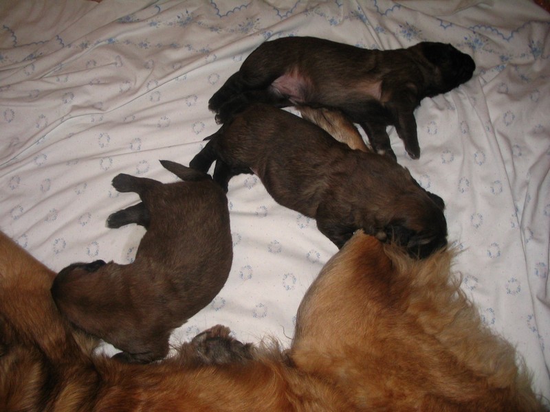 Štěňata Leonberger - Vrh C