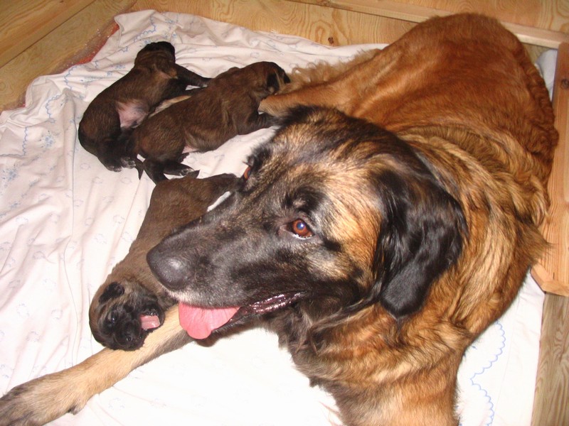 Štěňata Leonberger - Vrh C