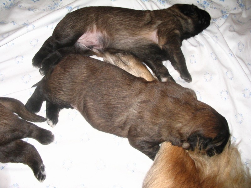 Štěňata Leonberger - Vrh C
