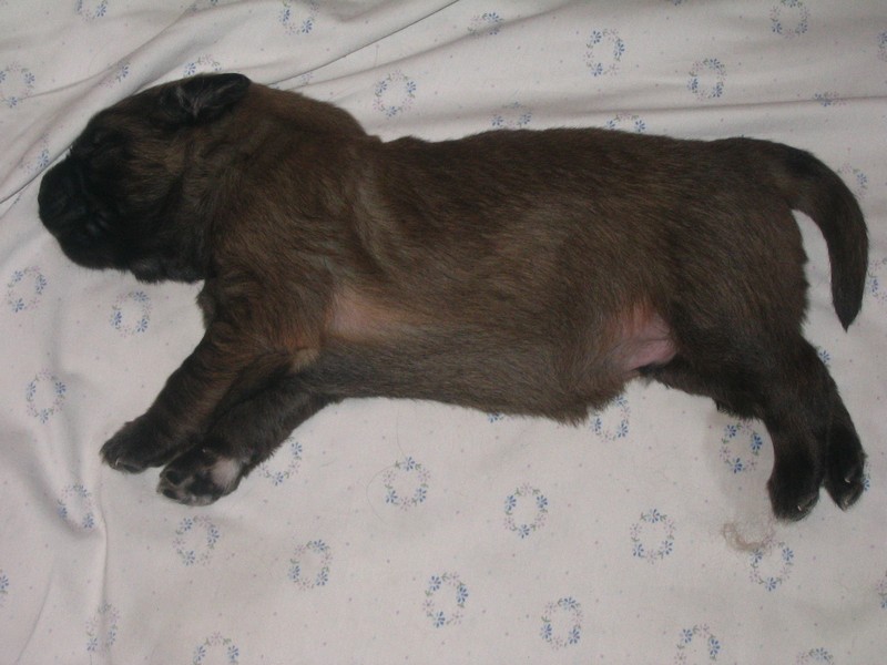 Štěňata Leonberger - Vrh C