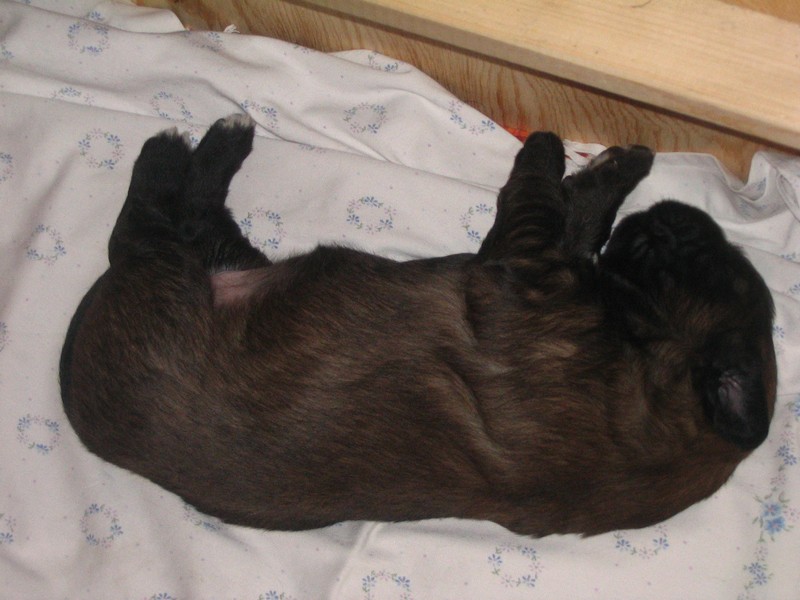 Štěňata Leonberger - Vrh C