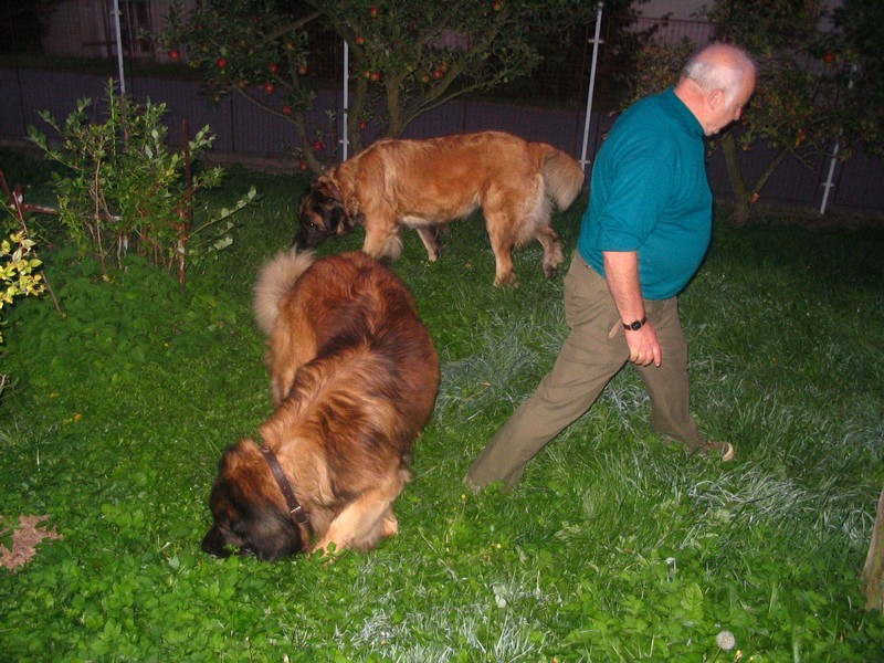 Štěňata Leonberger - Vrh C