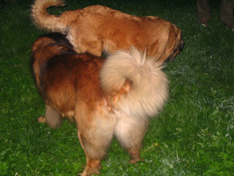 Štěňata Leonberger - Vrh C