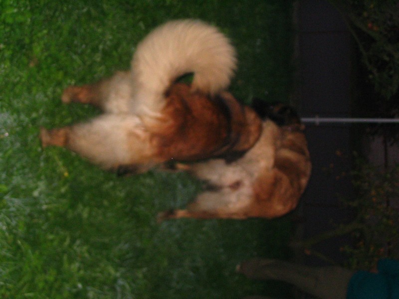 Štěňata Leonberger - Vrh C