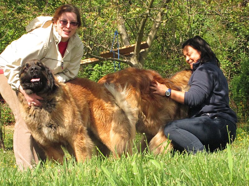 Štěňata Leonberger - Vrh E