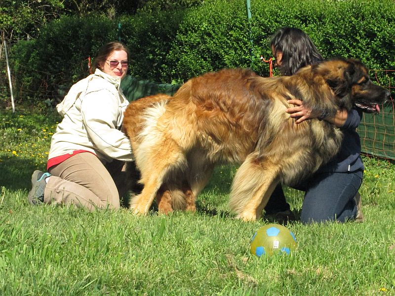 Štěňata Leonberger - Vrh E