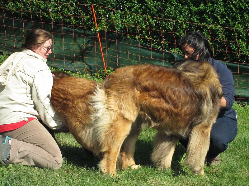 Štěňata Leonberger - Vrh E
