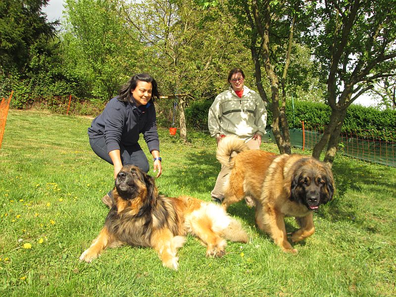 Štěňata Leonberger - Vrh E