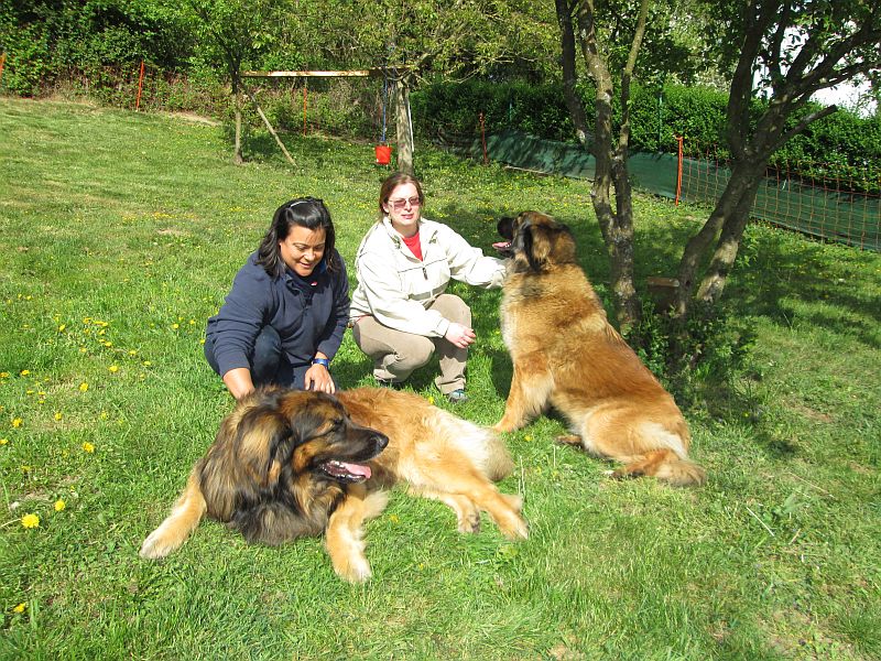 Štěňata Leonberger - Vrh E