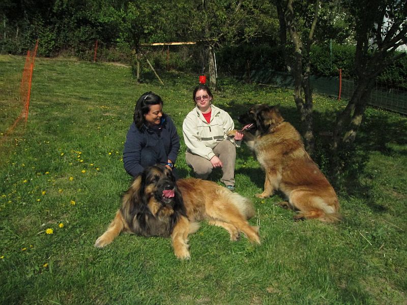 Štěňata Leonberger - Vrh E