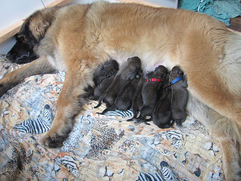Štěňata Leonberger - Vrh E