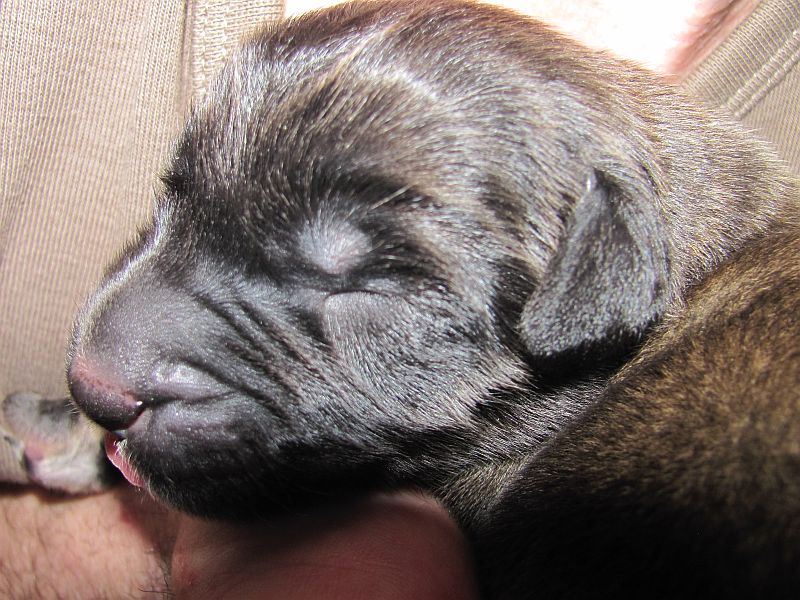 Štěňata Leonberger - Vrh E