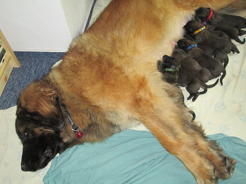 Štěňata Leonberger - Vrh E
