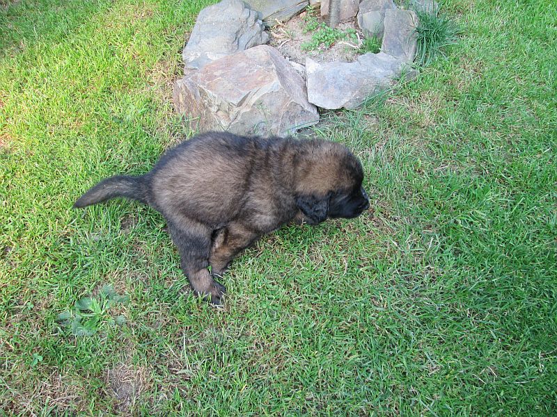 Štěňata Leonberger - Vrh E