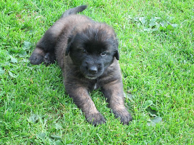 Štěňata Leonberger - Vrh E