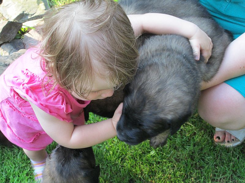 Štěňata Leonberger - Vrh E