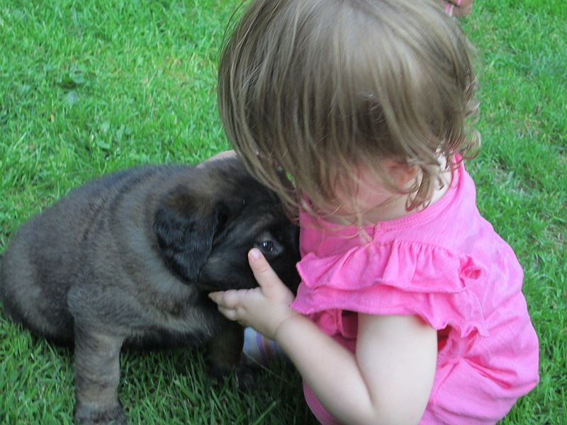 Štěňata Leonberger - Vrh E
