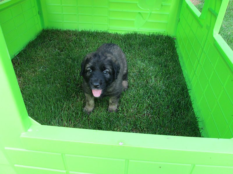 Štěňata Leonberger - Vrh E