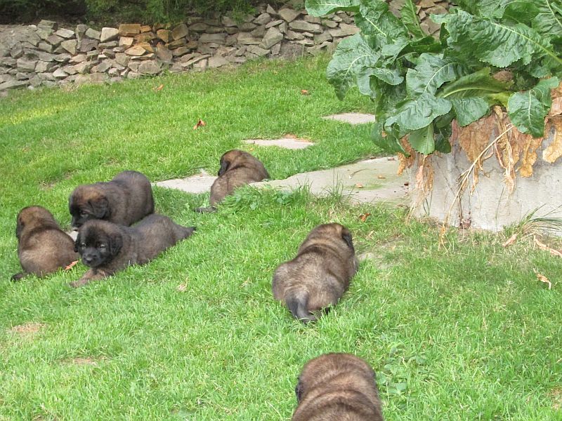 Štěňata Leonberger - Vrh E