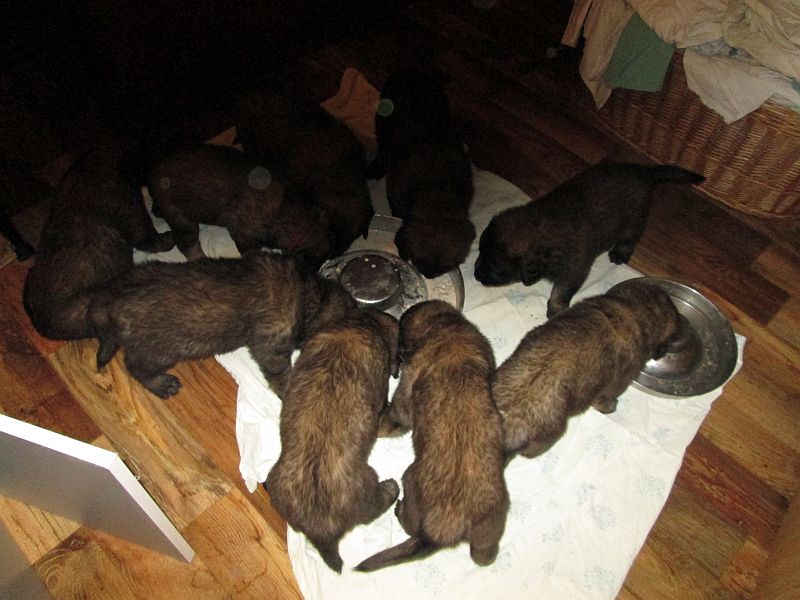 Štěňata Leonberger - Vrh E