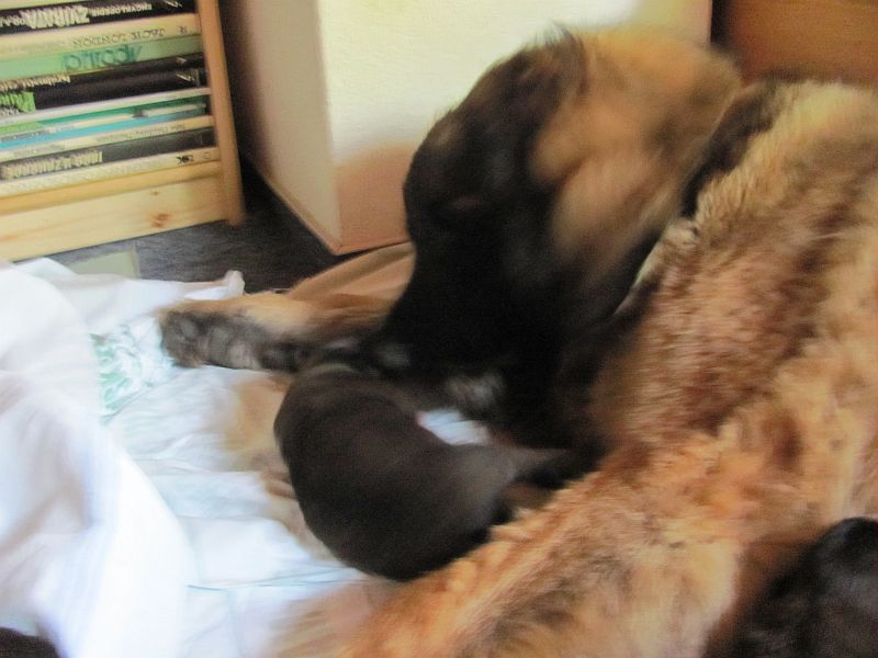 Štěňata Leonberger - Vrh E