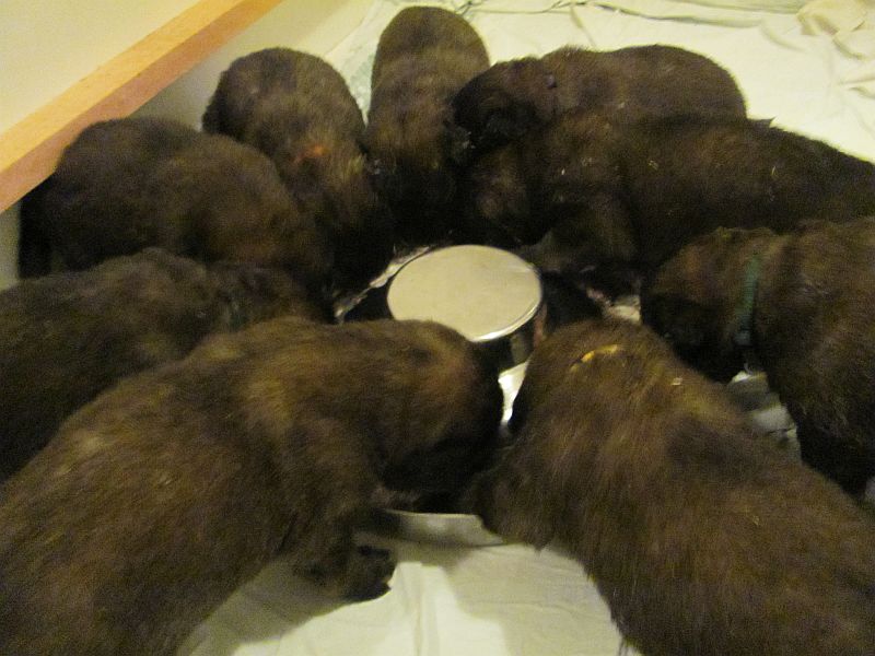 Štěňata Leonberger - Vrh E