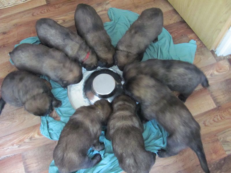 Štěňata Leonberger - Vrh E
