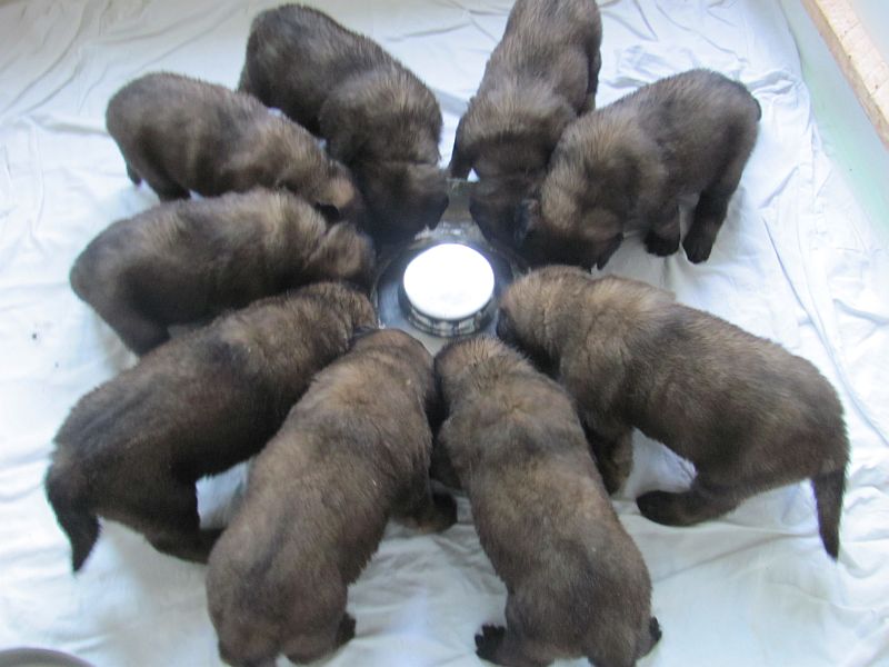 Štěňata Leonberger - Vrh E