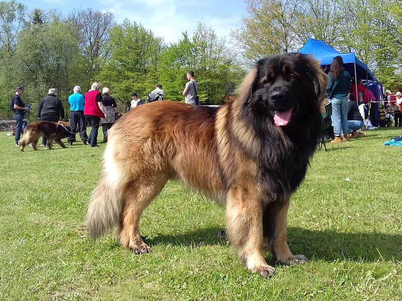Štěňata Leonberger - Vrh E