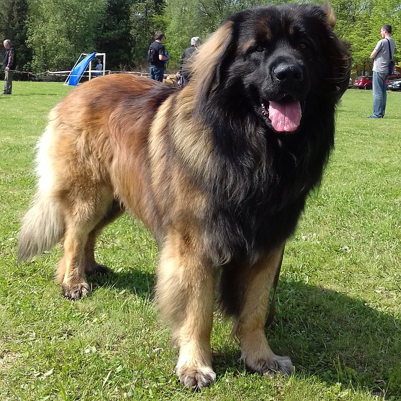 Štěňata Leonberger - Vrh E