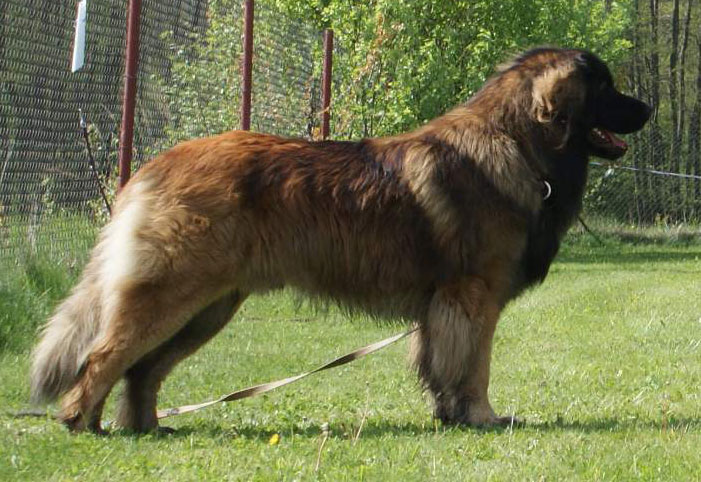 Štěňata Leonberger - Vrh E