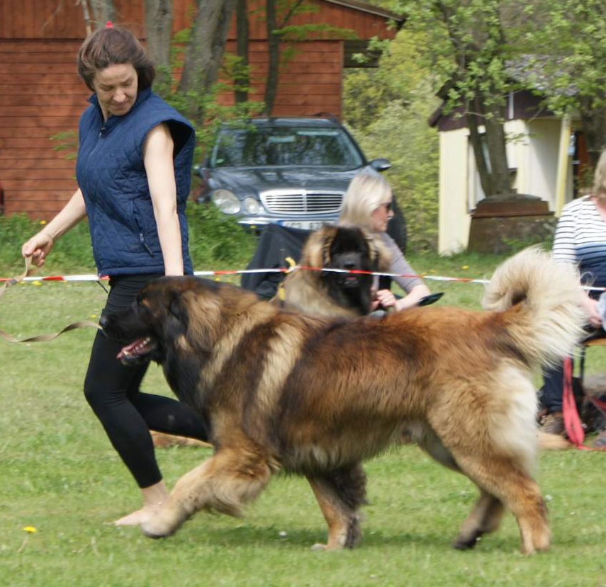 Štěňata Leonberger - Vrh E