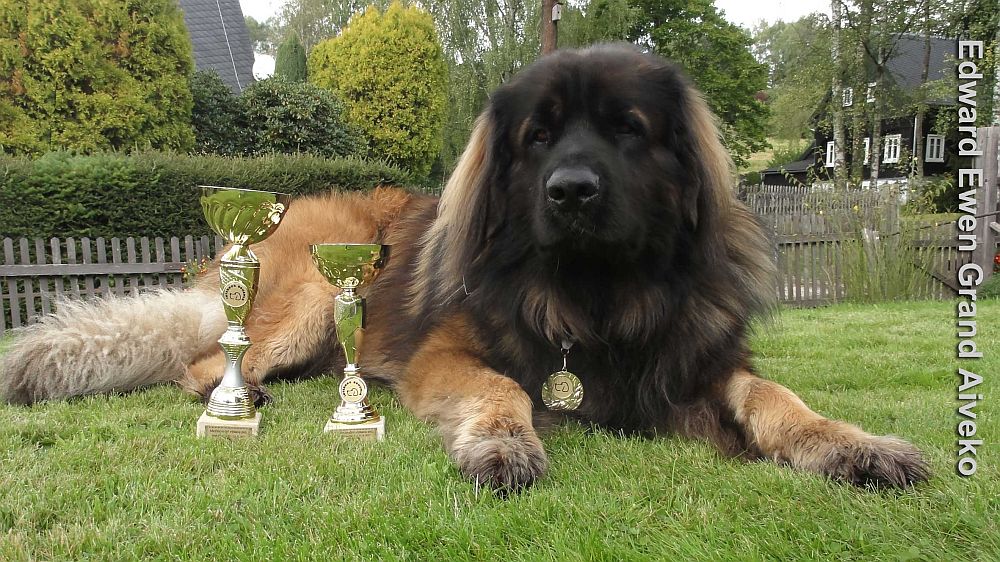 Štěňata Leonberger - Vrh E