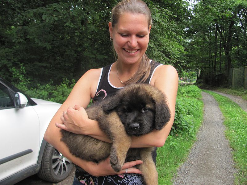 Štěňata Leonberger - Vrh E
