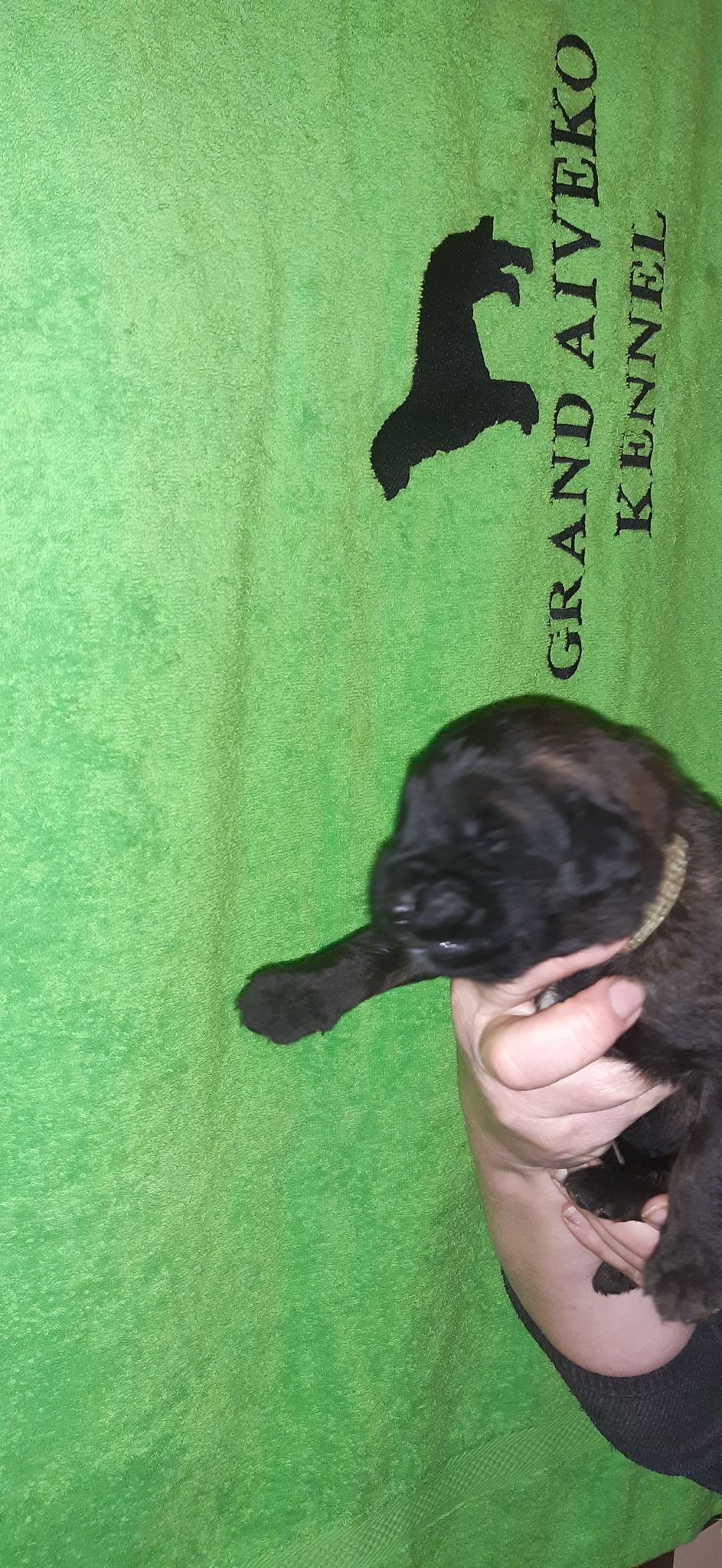 Štěňata Leonberger - Vrh I