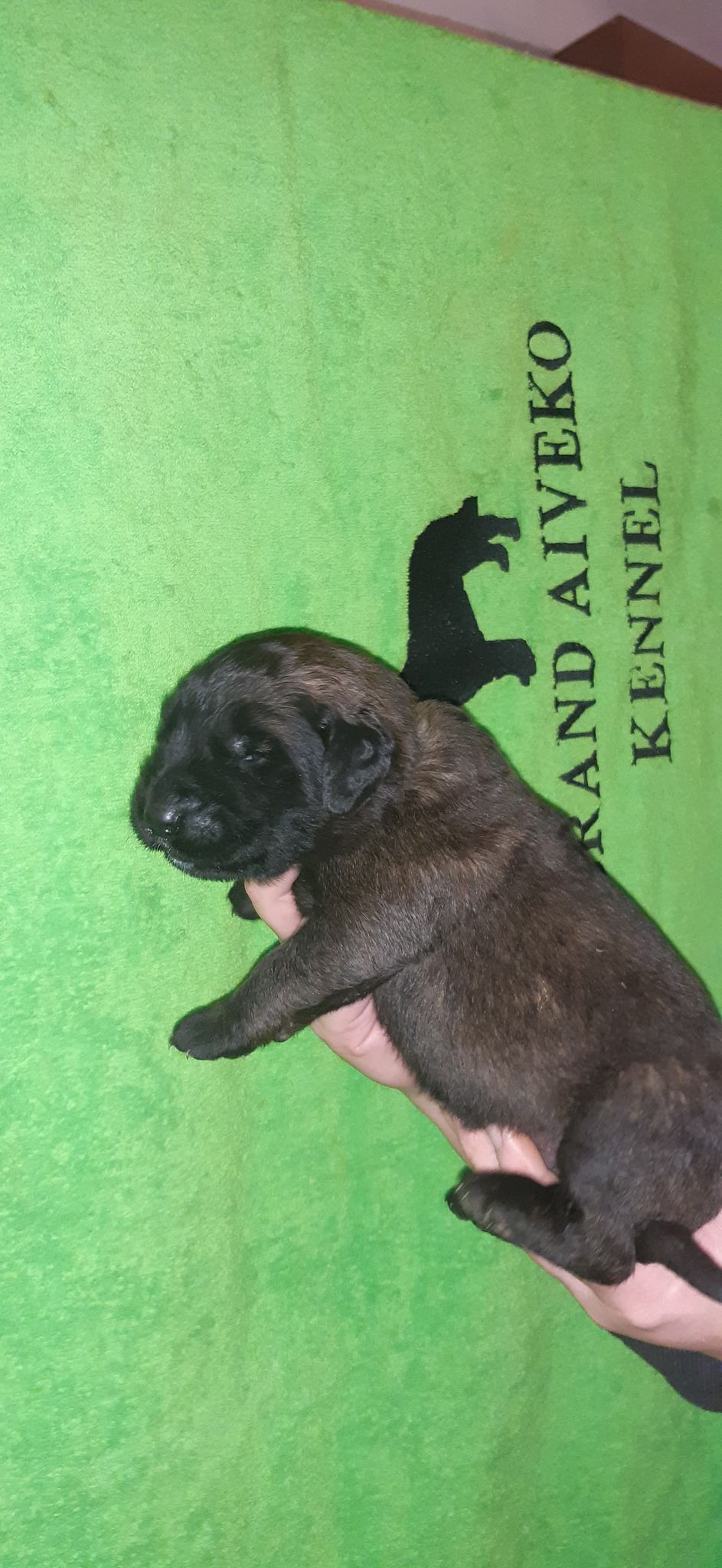 Štěňata Leonberger - Vrh I