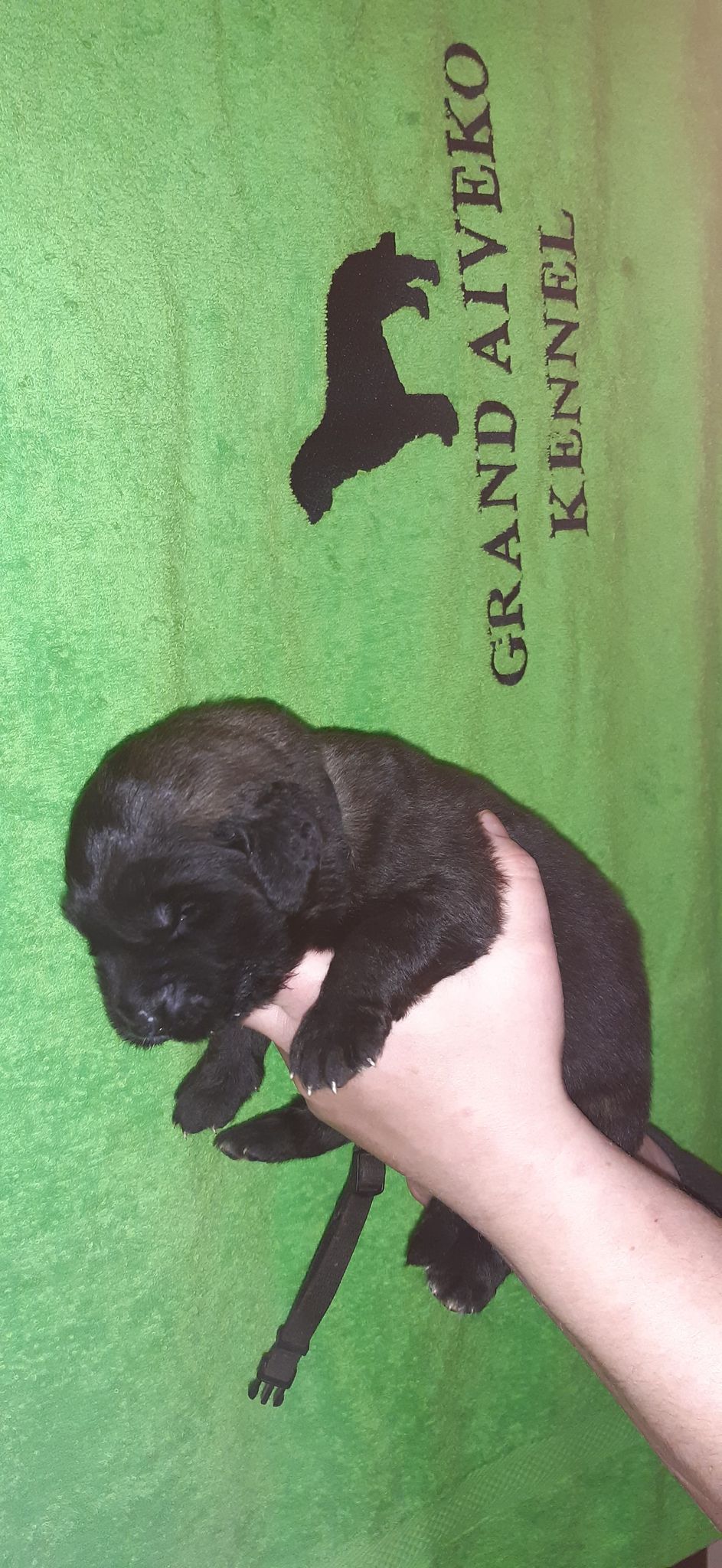 Štěňata Leonberger - Vrh I