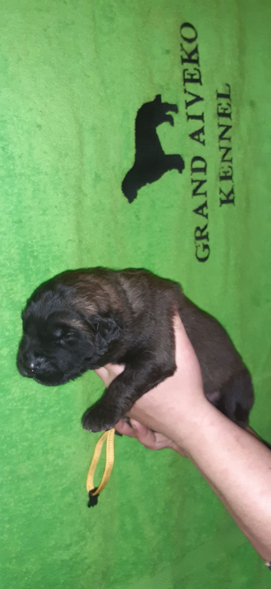 Štěňata Leonberger - Vrh I