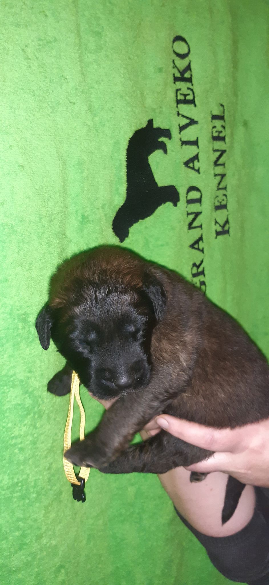 Štěňata Leonberger - Vrh I
